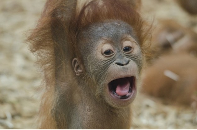 Save an Orangutan and the Borneo Rainforest