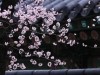Cherry blossom season in Seoul