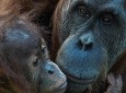 Orangutan Safari in Borneo
